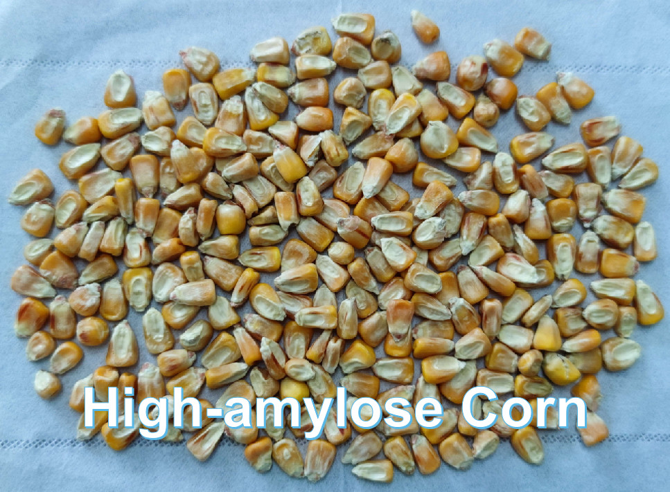Corn Prebiotic Resistant Starch High Amylose Maize Starch HAMS Soluble Dietary Fiber